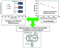 Graphical abstract: Quantitative Raman microspectroscopy for water permeability parameters at a droplet interface bilayer