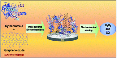 Graphical abstract: Electrochemical reactive oxygen species detection by cytochrome c immobilized with vertically aligned and electrochemically reduced graphene oxide on a glassy carbon electrode