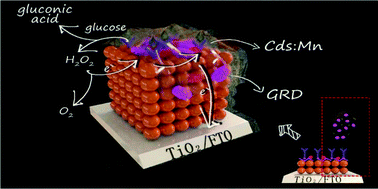 Graphical abstract: A carboxylated graphene nanodisks/glucose oxidase nanotags and Mn:CdS/TiO2 matrix based dual signal amplification strategy for ultrasensitive photoelectrochemical detection of tumor markers