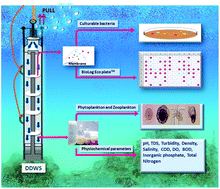 Graphical abstract: An improved device with an affinity membrane to collect depth specific contamination free water for environmental assessment
