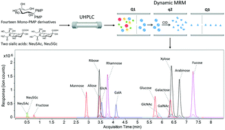 Graphical abstract: Revisiting monosaccharide analysis – quantitation of a comprehensive set of monosaccharides using dynamic multiple reaction monitoring