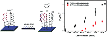 Graphical abstract: PNA versus DNA in electrochemical gene sensing based on conducting polymers: study of charge and surface blocking effects on the sensor signal