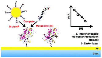 Graphical abstract: Functionalized gold nanoparticle-enhanced competitive assay for sensitive small-molecule metabolite detection using surface plasmon resonance