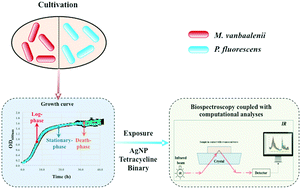 Graphical abstract: Spectrochemical analyses of growth phase-related bacterial responses to low (environmentally-relevant) concentrations of tetracycline and nanoparticulate silver