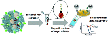 Graphical abstract: An amplification-free electrochemical detection of exosomal miRNA-21 in serum samples