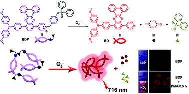 Graphical abstract: A turn-on near-infrared fluorescence probe with aggregation-induced emission based on dibenzo[a,c]phenazine for detection of superoxide anions and its application in cell imaging