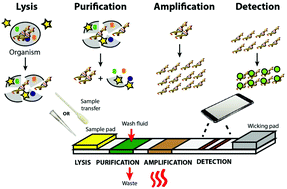 Graphical abstract: Paper-based nucleic acid amplification tests for point-of-care diagnostics
