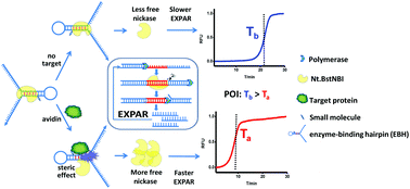 Graphical abstract: A novel steric effect-regulated isothermal exponential amplification technology for the one-step homogeneous sensing of proteins