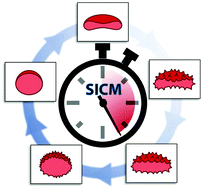 Graphical abstract: Monitoring dynamic spiculation in red blood cells with scanning ion conductance microscopy