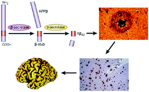 Graphical abstract: Anti-Aβ drug candidates in clinical trials and plasmonic nanoparticle-based drug-screen for Alzheimer's disease