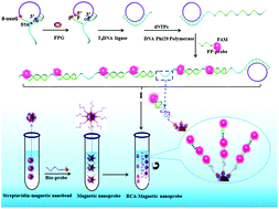Graphical abstract: Sensitive detection of formamidopyrimidine-DNA glycosylase activity based on target-induced self-primed rolling circle amplification and magnetic nanoprobes