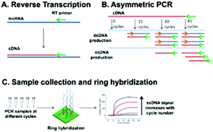 Graphical abstract: Combining asymmetric PCR-based enzymatic amplification with silicon photonic microring resonators for the detection of lncRNAs from low input human RNA samples