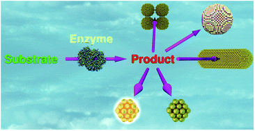 Graphical abstract: Biosensing strategies based on enzymatic reactions and nanoparticles