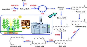 Graphical abstract: Targeted metabolomics analysis of fatty acids in soybean seeds using GC-MS to reveal the metabolic manipulation of shading in the intercropping system