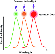 Graphical abstract: Quantum dot probes for cellular analysis