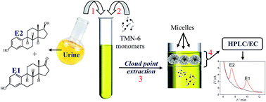 Graphical abstract: Development and application of a cloud point method for the extraction of natural estrogens E1 and E2 from urine samples and their simultaneous determination by HPLC-EC using a BDD electrode
