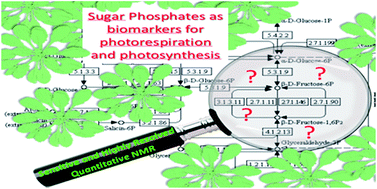 Graphical abstract: An easier analysis of complex mixtures with highly resolved and sensitivity enhanced 2D quantitative NMR: application to tracking sugar phosphates in plants