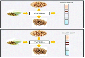 Graphical abstract: Development and validation of a novel lateral flow immunoassay device for detection of aflatoxins in soy-based foods