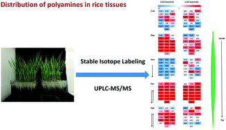 Graphical abstract: A stable isotope labelling assisted LC-MS method for the determination of polyamines in micro-tissues of rice