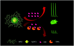 Graphical abstract: Hydroxyl radical induced chemiluminescence of hyperbranched polyethyleneimine protected silver nanoclusters and its application in tea polyphenols detection