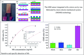 Graphical abstract: Giant magnetoimpedance based immunoassay for cardiac biomarker myoglobin