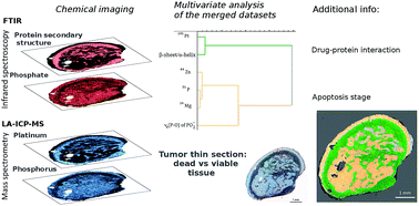 Graphical abstract: FTIR-spectroscopic and LA-ICP-MS imaging for combined hyperspectral image analysis of tumor models