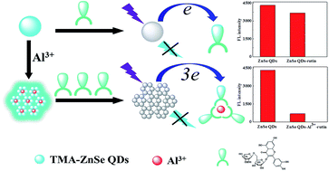 Graphical abstract: Tuning the aggregation/disaggregation behaviours of ZnSe quantum dots for high-sensitivity fluorescent rutin sensors