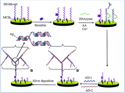 Graphical abstract: A novel three-dimensional DNA nanostructure used for thrombin detection