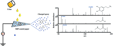 Graphical abstract: Molecularly imprinted polymer-coated paper as a substrate for highly sensitive analysis using paper spray mass spectrometry: quantification of metabolites in urine