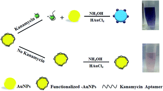 Graphical abstract: UV-visible spectroscopic detection of kanamycin based on target-induced growth of gold nanoparticles