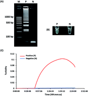 Graphical abstract: A one-step rapid screening test of Listeria monocytogenes in food samples using a real-time loop-mediated isothermal amplification turbidity assay