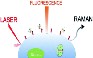 Graphical abstract: SERS-fluorescence bimodal nanoprobes for in vitro imaging of the fatty acid responsive receptor GPR120