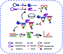 Graphical abstract: A novel dual target simultaneous chemiluminescence signal amplification strategy for enhancing sensitivity of multiple biomolecule detection