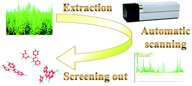 Graphical abstract: Fast screening of flavonoids from switchgrass and Mikania micrantha by liquid chromatography hybrid-ion trap time-of-flight mass spectrometry