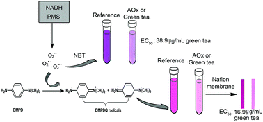 Graphical abstract: Simultaneous detection of superoxide anion radicals and determination of the superoxide scavenging activity of antioxidants using a N,N-dimethyl-p-phenylene diamine/Nafion colorimetric sensor