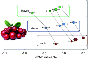 Graphical abstract: Molybdenum isotope fractionation in plants measured by MC-ICPMS