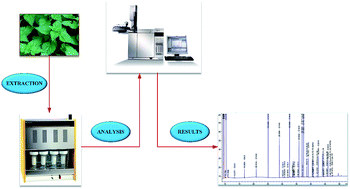 Graphical abstract: Fatty acid profile of stinging nettle leaves: application of modern analytical procedures for sample preparation and analysis