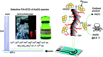 Graphical abstract: Flow-injection analysis coupled with electrochemical detection of poisonous inorganic arsenic(iii) species using a gold nanoparticle/carbon nanofiber/chitosan chemically modified carbon screen printed electrode in neutral pH solution