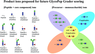 Graphical abstract: Dissecting the dissociation patterns of fucosylated glycopeptides undergoing CID: a case study in improving automated glycopeptide analysis scoring algorithms