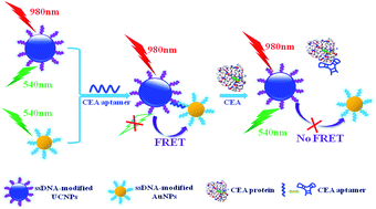 Graphical abstract: An ultrasensitive fluorescence aptasensor for carcino-embryonic antigen detection based on fluorescence resonance energy transfer from upconversion phosphors to Au nanoparticles
