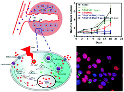 Graphical abstract: Chemo-photodynamic combined gene therapy and dual-modal cancer imaging achieved by pH-responsive alginate/chitosan multilayer-modified magnetic mesoporous silica nanocomposites
