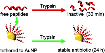 Graphical abstract: Antibiotic gold: tethering of antimicrobial peptides to gold nanoparticles maintains conformational flexibility of peptides and improves trypsin susceptibility