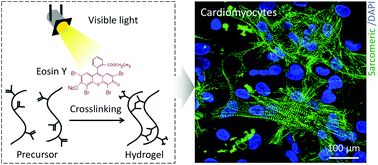 Graphical abstract: In vitro and in vivo analysis of visible light crosslinkable gelatin methacryloyl (GelMA) hydrogels