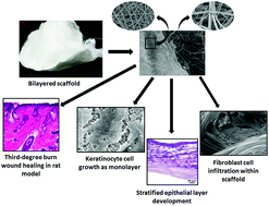 Graphical abstract: Bilayered nanofibrous 3D hierarchy as skin rudiment by emulsion electrospinning for burn wound management