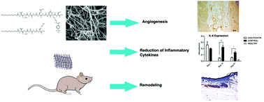 Graphical abstract: Diabetic wound regeneration using heparin-mimetic peptide amphiphile gel in db/db mice