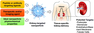 Graphical abstract: Peptide and antibody ligands for renal targeting: nanomedicine strategies for kidney disease