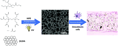 Graphical abstract: Bioceramic nanocomposite thiol-acrylate polyHIPE scaffolds for enhanced osteoblastic cell culture in 3D