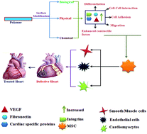 Graphical abstract: Surface-modified polymers for cardiac tissue engineering