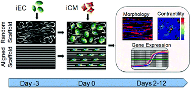Graphical abstract: Anisotropic microfibrous scaffolds enhance the organization and function of cardiomyocytes derived from induced pluripotent stem cells