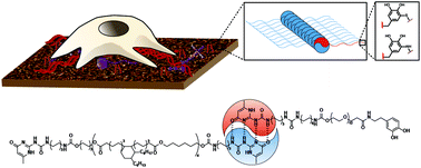 Graphical abstract: Supramolecular surface functionalization via catechols for the improvement of cell–material interactions